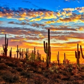 How the Saguaro giant blooms - the largest cactus on the planet