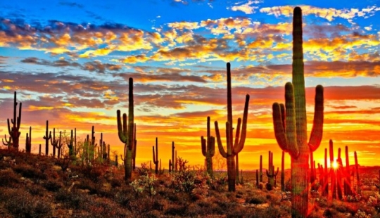 How the Saguaro giant blooms - the largest cactus on the planet