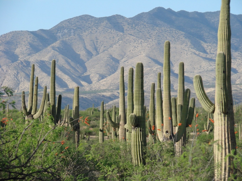 How the Saguaro giant blooms - the largest cactus on the planet How the Saguaro giant blooms - the largest cactus on the planet