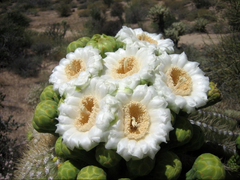 How the Saguaro giant blooms - the largest cactus on the planet How the Saguaro giant blooms - the largest cactus on the planet