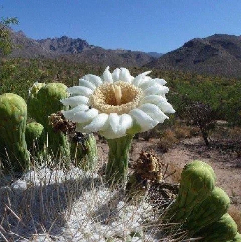 How the Saguaro giant blooms - the largest cactus on the planet How the Saguaro giant blooms - the largest cactus on the planet