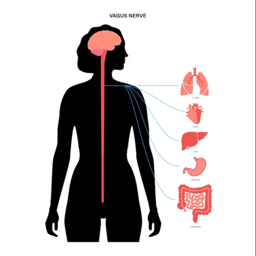 How the vagus nerve vagus affects us and how we can influence it