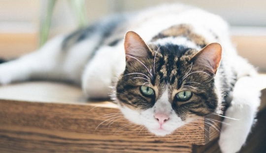 How to determine old age in a cat and how it differs from dog old age How to determine old age in a cat and how it differs from dog old age