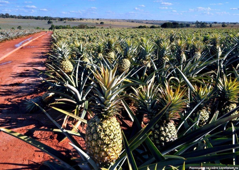 How to grow some fruit and vegetables: an unusual facts about the usual products How to grow some fruit and vegetables: an unusual facts about the usual products