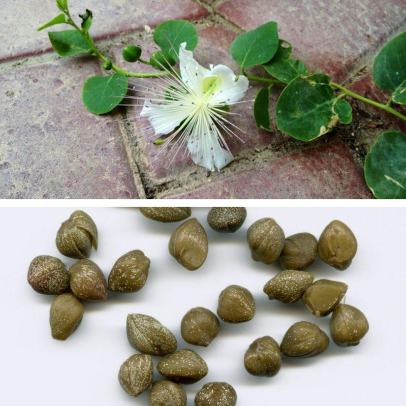 How to grow some fruit and vegetables: an unusual facts about the usual products How to grow some fruit and vegetables: an unusual facts about the usual products