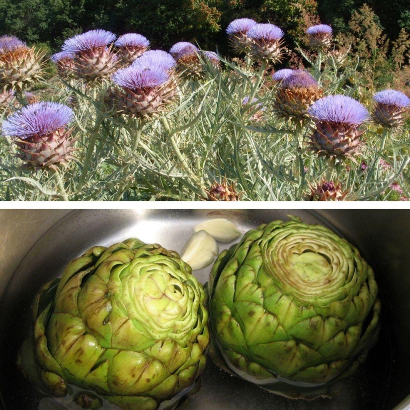 How to grow some fruit and vegetables: an unusual facts about the usual products How to grow some fruit and vegetables: an unusual facts about the usual products