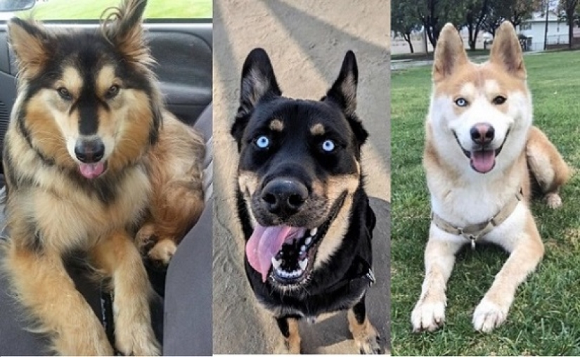 How to look like a cross between a husky and other dog breeds How to look like a cross between a husky and other dog breeds