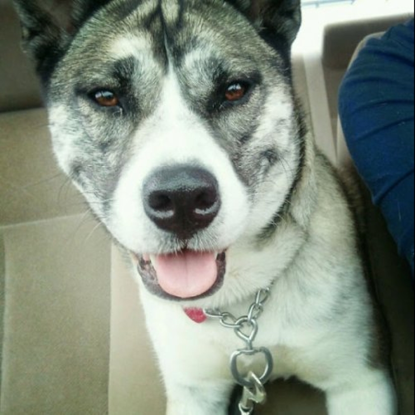 How to look like a cross between a husky and other dog breeds How to look like a cross between a husky and other dog breeds