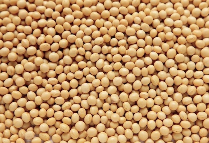 How to look popular in Japan toys How to look popular in Japan toys