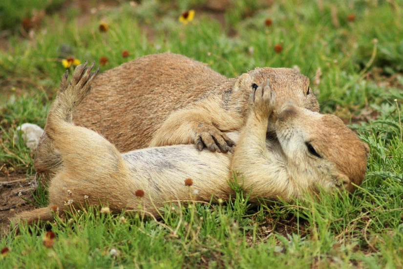 Hug Day for Our Little Brothers