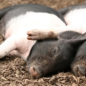 Hug Day for Our Little Brothers