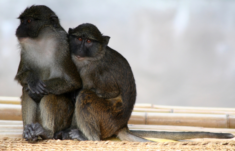 Hug Day for Our Little Brothers