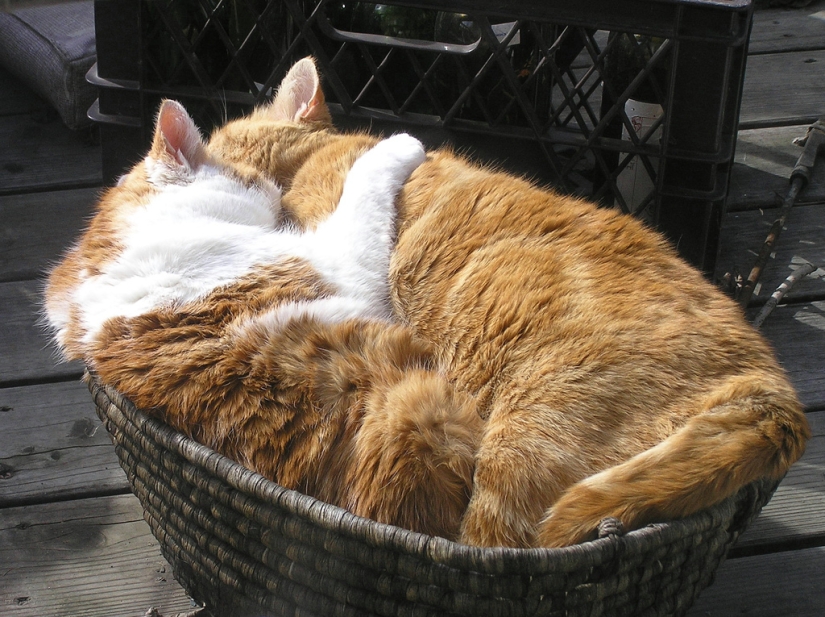 Hug Day for Our Little Brothers