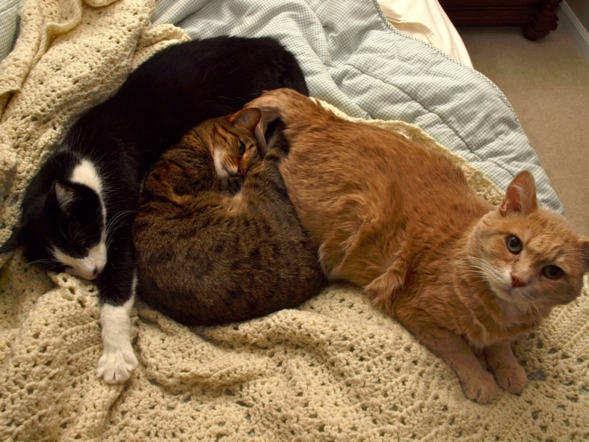 Hug Day for Our Little Brothers