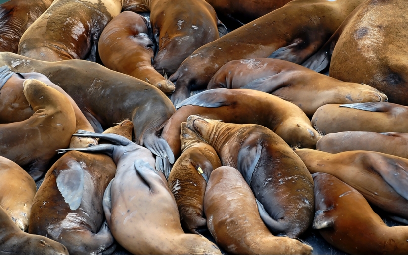 Hug Day for Our Little Brothers