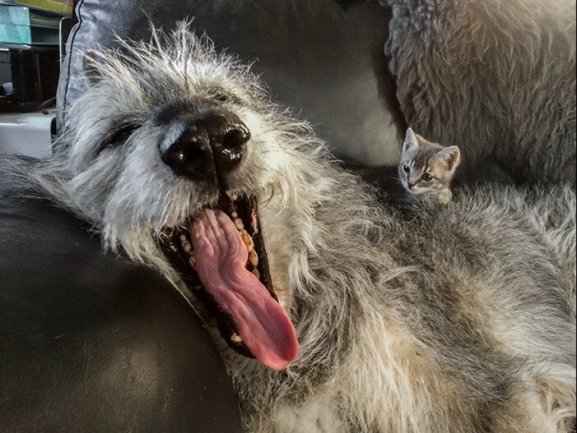 Huge, funny, kind: 45 Irish wolfhounds that will impress with their size Huge, funny, kind: 45 Irish wolfhounds that will impress with their size