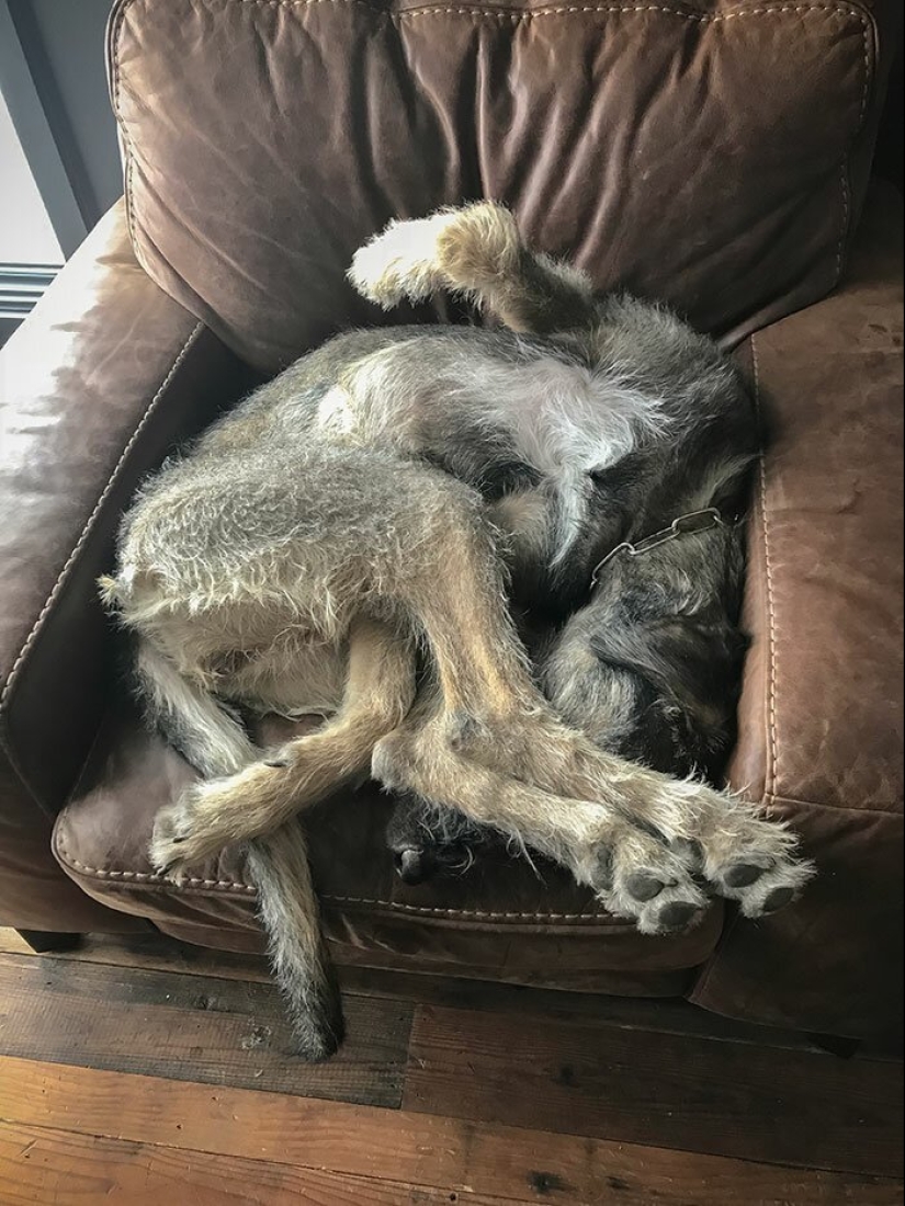 Huge, funny, kind: 45 Irish wolfhounds that will impress with their size Huge, funny, kind: 45 Irish wolfhounds that will impress with their size