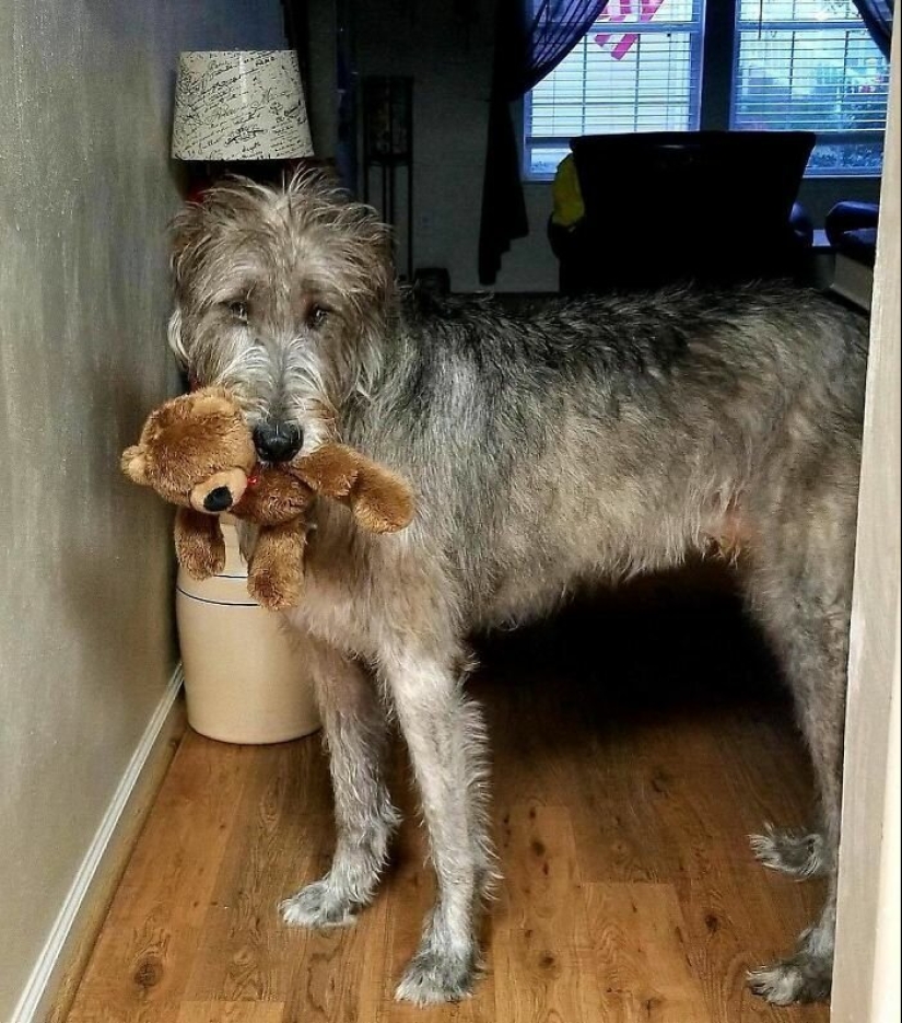 Huge, funny, kind: 45 Irish wolfhounds that will impress with their size Huge, funny, kind: 45 Irish wolfhounds that will impress with their size