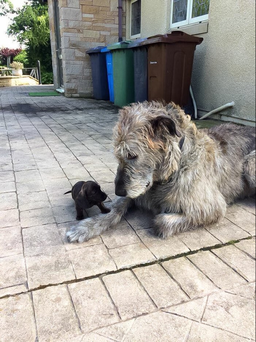 Huge, funny, kind: 45 Irish wolfhounds that will impress with their size Huge, funny, kind: 45 Irish wolfhounds that will impress with their size