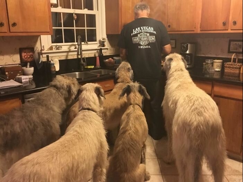 Huge, funny, kind: 45 Irish wolfhounds that will impress with their size Huge, funny, kind: 45 Irish wolfhounds that will impress with their size