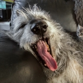 Huge, funny, kind: 45 Irish wolfhounds that will impress with their size