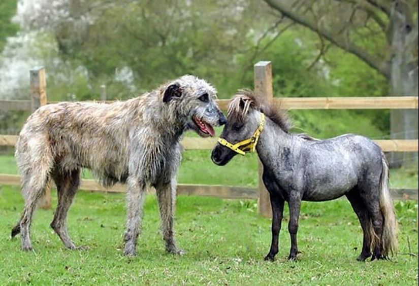 Huge, funny, kind: 45 Irish wolfhounds that will impress with their size Huge, funny, kind: 45 Irish wolfhounds that will impress with their size