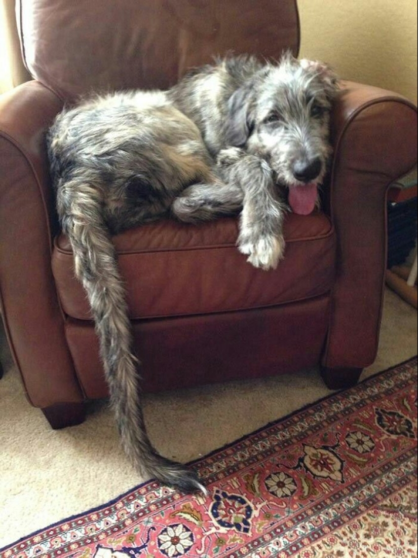 Huge, funny, kind: 45 Irish wolfhounds that will impress with their size Huge, funny, kind: 45 Irish wolfhounds that will impress with their size