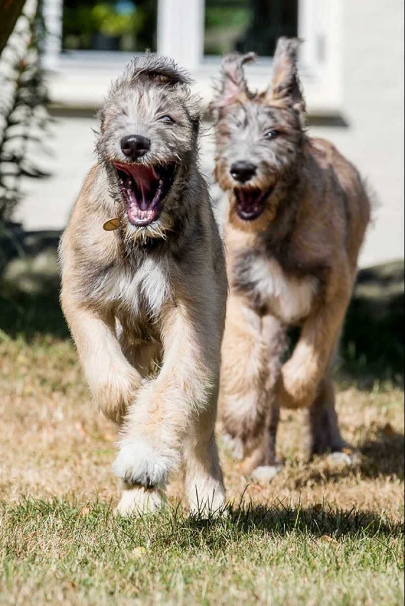 Huge, funny, kind: 45 Irish wolfhounds that will impress with their size Huge, funny, kind: 45 Irish wolfhounds that will impress with their size