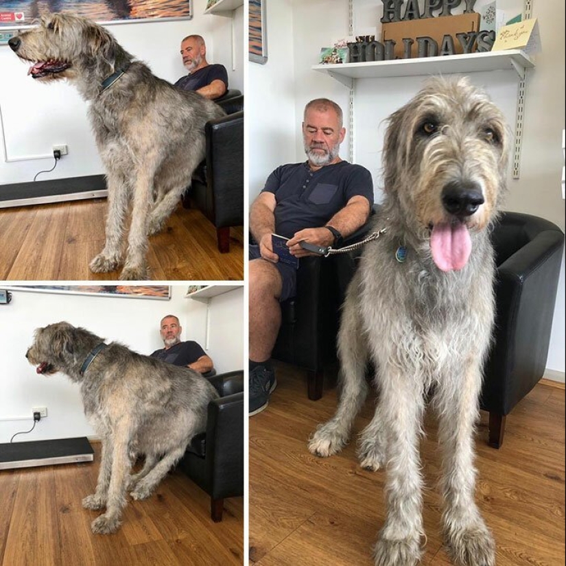 Huge, funny, kind: 45 Irish wolfhounds that will impress with their size Huge, funny, kind: 45 Irish wolfhounds that will impress with their size