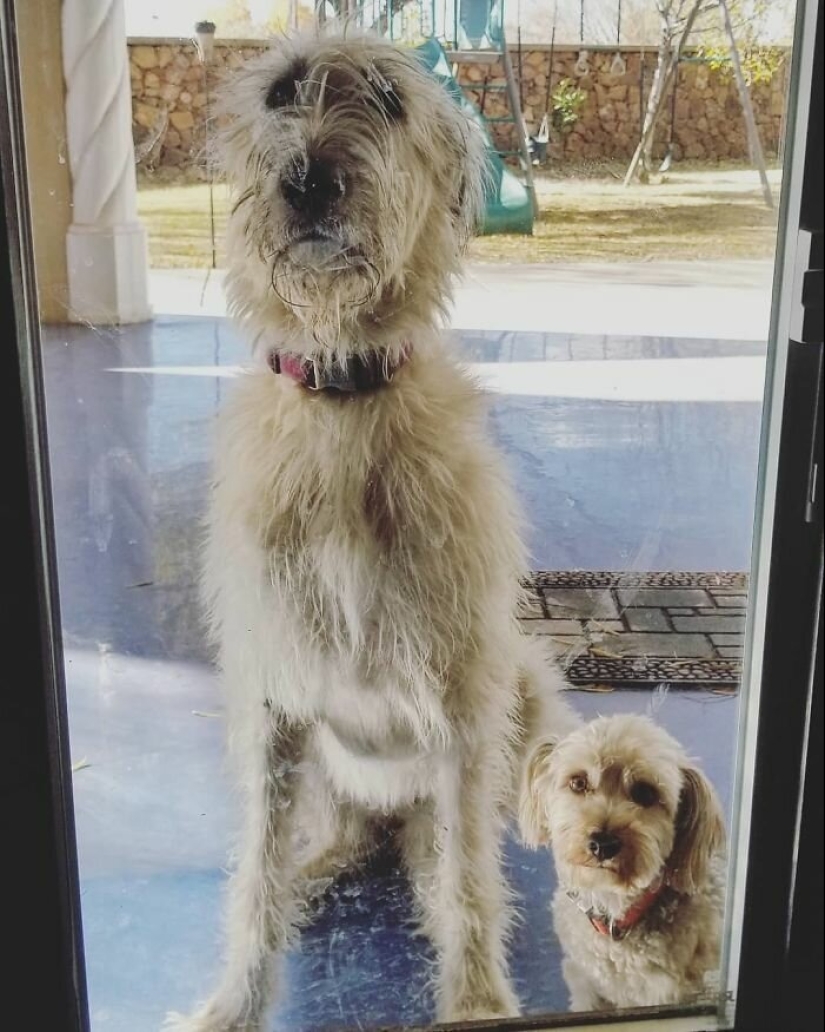 Huge, funny, kind: 45 Irish wolfhounds that will impress with their size Huge, funny, kind: 45 Irish wolfhounds that will impress with their size