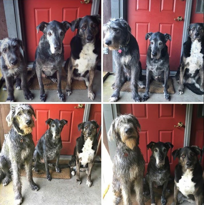 Huge, funny, kind: 45 Irish wolfhounds that will impress with their size Huge, funny, kind: 45 Irish wolfhounds that will impress with their size