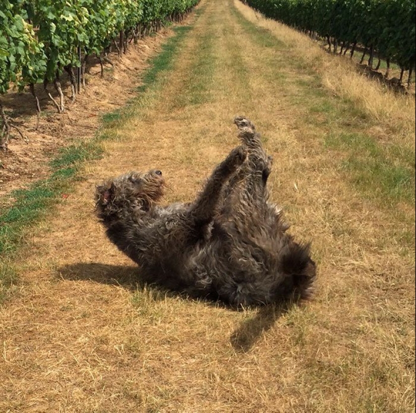 Huge, funny, kind: 45 Irish wolfhounds that will impress with their size Huge, funny, kind: 45 Irish wolfhounds that will impress with their size