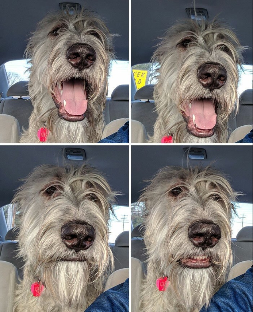 Huge, funny, kind: 45 Irish wolfhounds that will impress with their size Huge, funny, kind: 45 Irish wolfhounds that will impress with their size