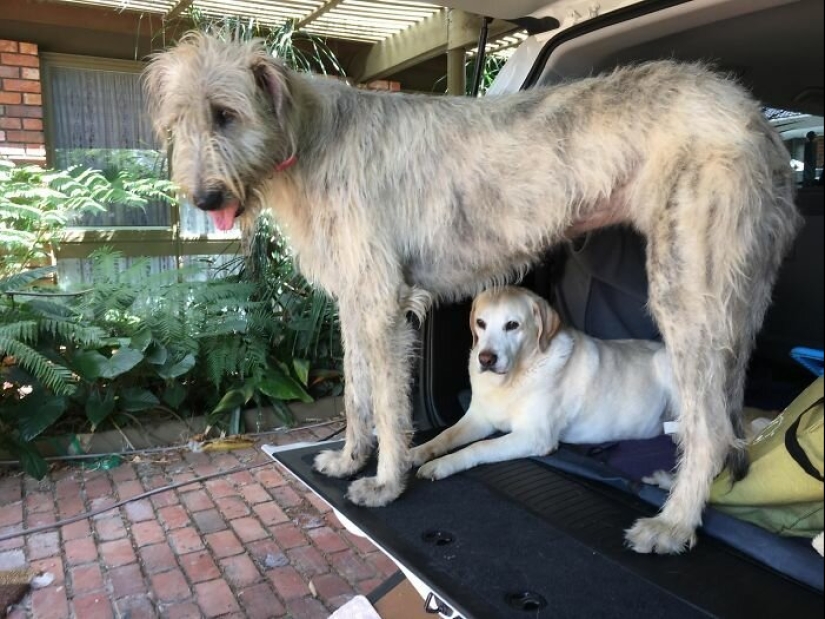 Huge, funny, kind: 45 Irish wolfhounds that will impress with their size Huge, funny, kind: 45 Irish wolfhounds that will impress with their size
