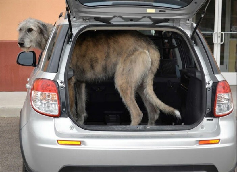 Huge, funny, kind: 45 Irish wolfhounds that will impress with their size Huge, funny, kind: 45 Irish wolfhounds that will impress with their size