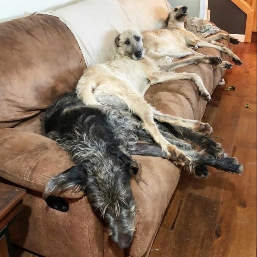 Huge, funny, kind: 45 Irish wolfhounds that will impress with their size Huge, funny, kind: 45 Irish wolfhounds that will impress with their size