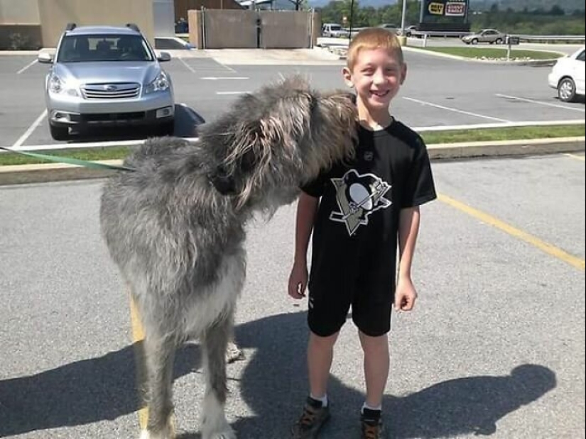 Huge, funny, kind: 45 Irish wolfhounds that will impress with their size Huge, funny, kind: 45 Irish wolfhounds that will impress with their size