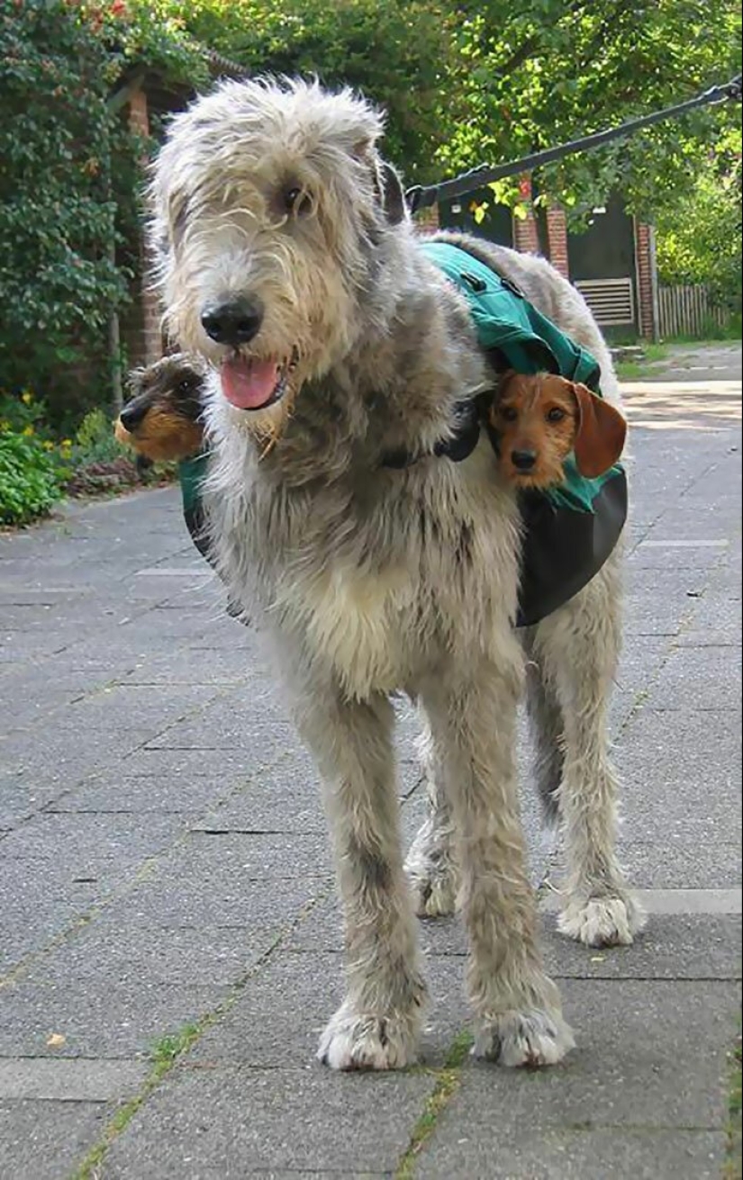 Huge, funny, kind: 45 Irish wolfhounds that will impress with their size Huge, funny, kind: 45 Irish wolfhounds that will impress with their size