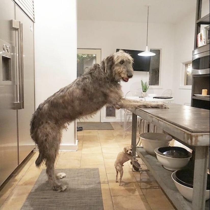 Huge, funny, kind: 45 Irish wolfhounds that will impress with their size Huge, funny, kind: 45 Irish wolfhounds that will impress with their size