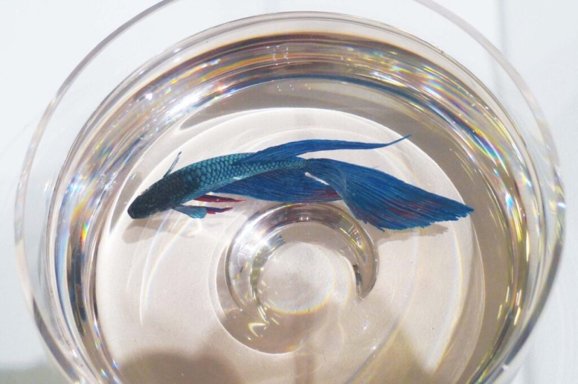 Hyperrealistic acrylic and resin animals Hyperrealistic acrylic and resin animals