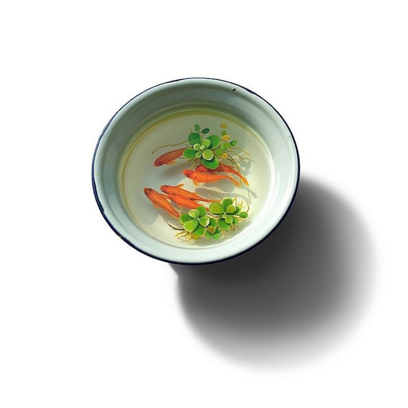 Hyperrealistic acrylic and resin animals Hyperrealistic acrylic and resin animals