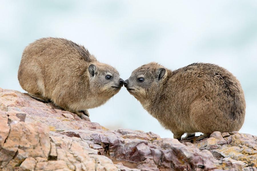 Hyraxes are furry relatives of elephants that live in burrows.