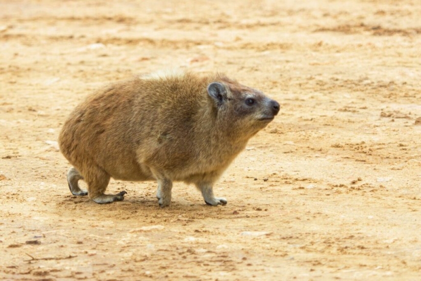Hyraxes are furry relatives of elephants that live in burrows.