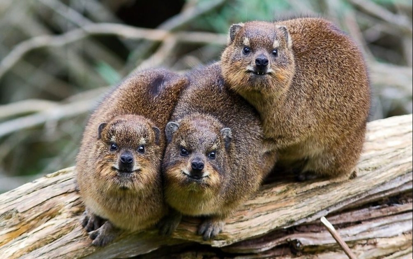 Hyraxes are furry relatives of elephants that live in burrows.