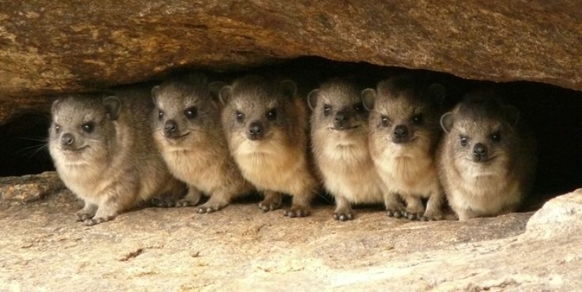 Hyraxes are furry relatives of elephants that live in burrows.