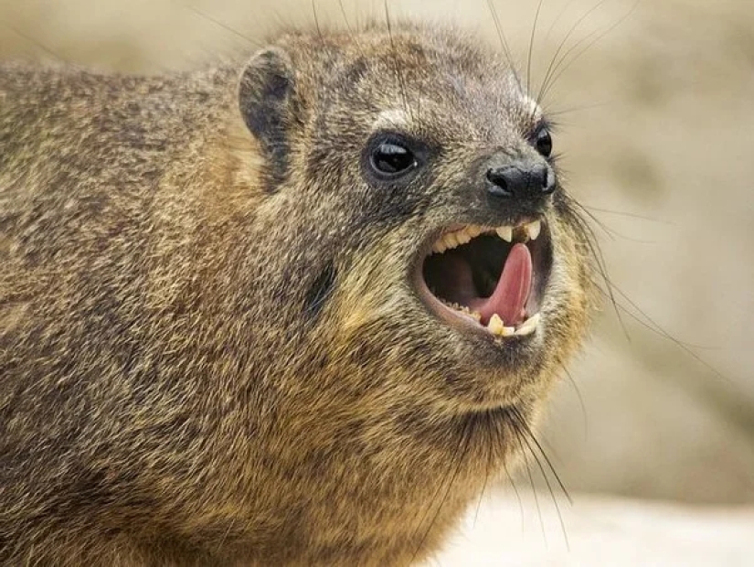 Hyraxes are furry relatives of elephants that live in burrows.
