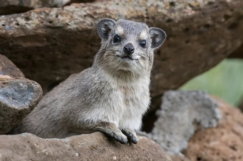 Hyraxes are furry relatives of elephants that live in burrows.
