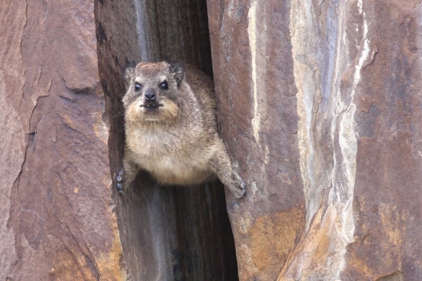 Hyraxes are furry relatives of elephants that live in burrows.