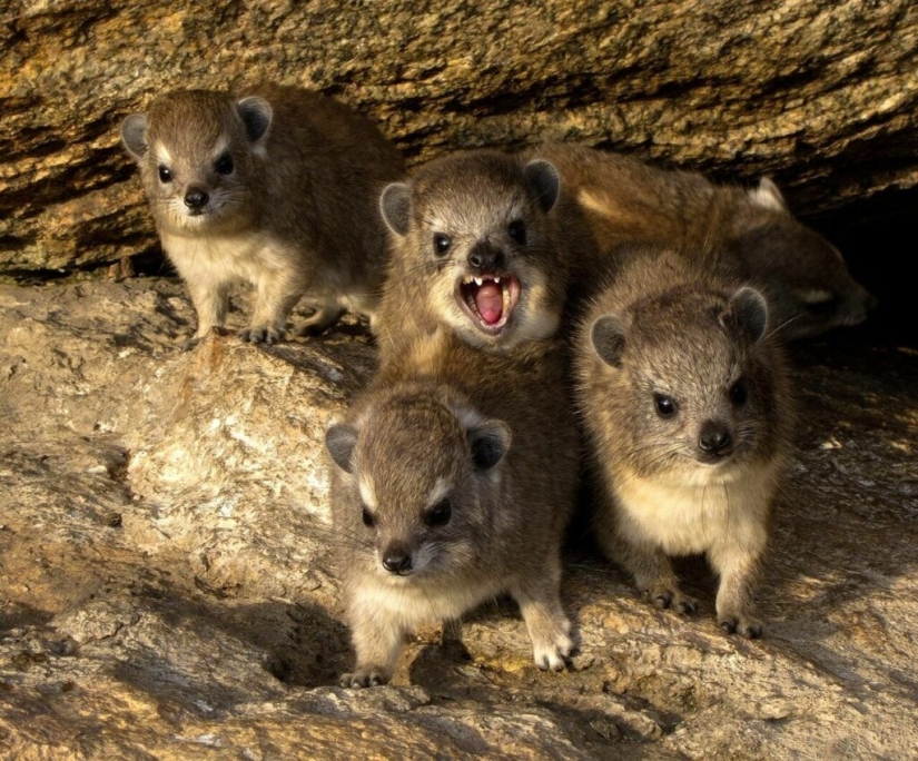 Hyraxes are furry relatives of elephants that live in burrows.