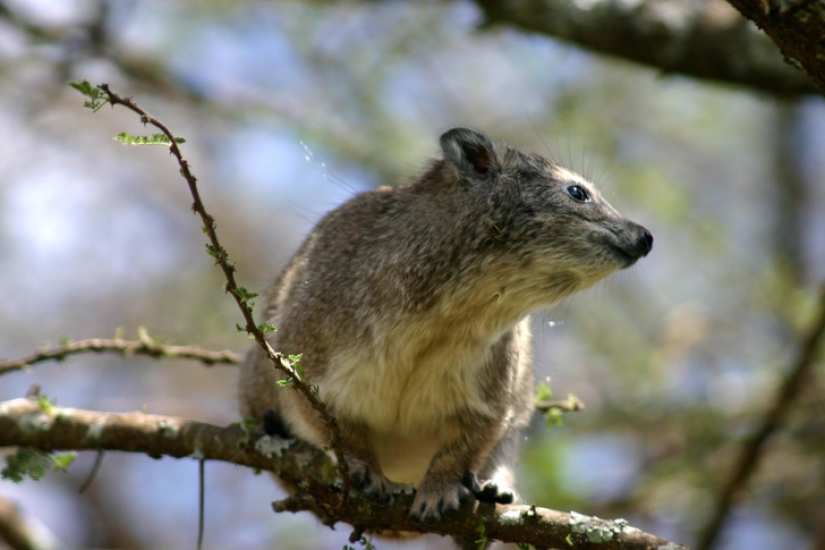 Hyraxes are furry relatives of elephants that live in burrows.